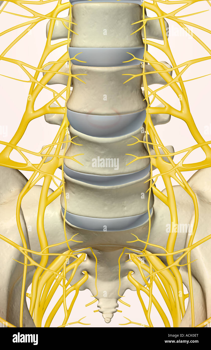 The lumbar and sacral plexus Stock Photo - Alamy