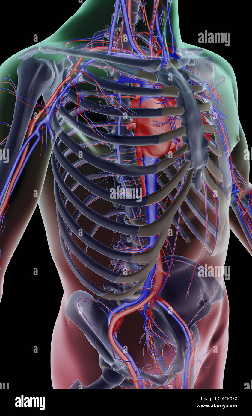 The blood supply of the trunk Stock Photo