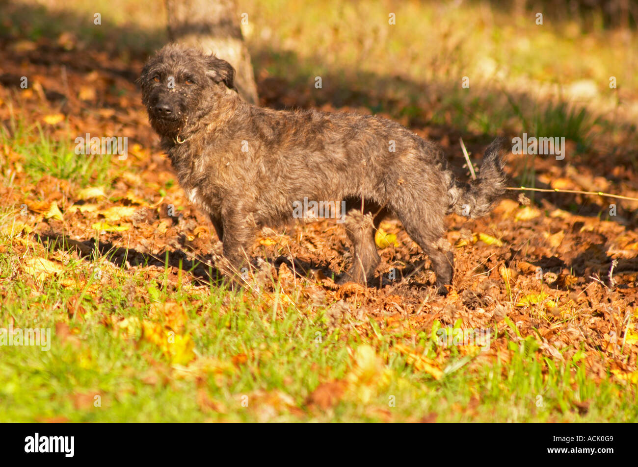 The truffles hunting sniffing dog called Mocha Truffiere de la Bergerie (Truffière) truffles farm Ste Foy de Longas Dordogne France Stock Photo