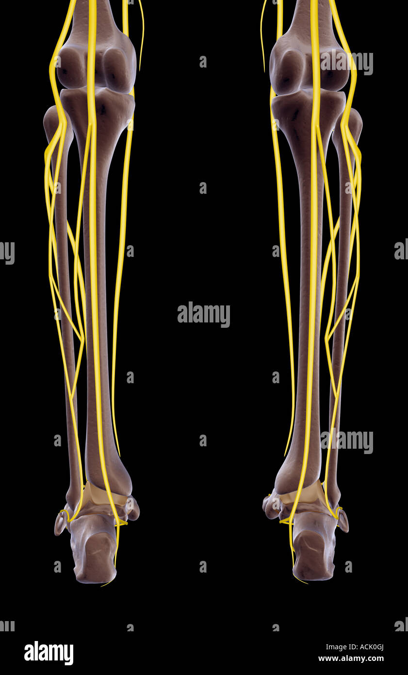 Human leg nerves hires stock photography and images Alamy