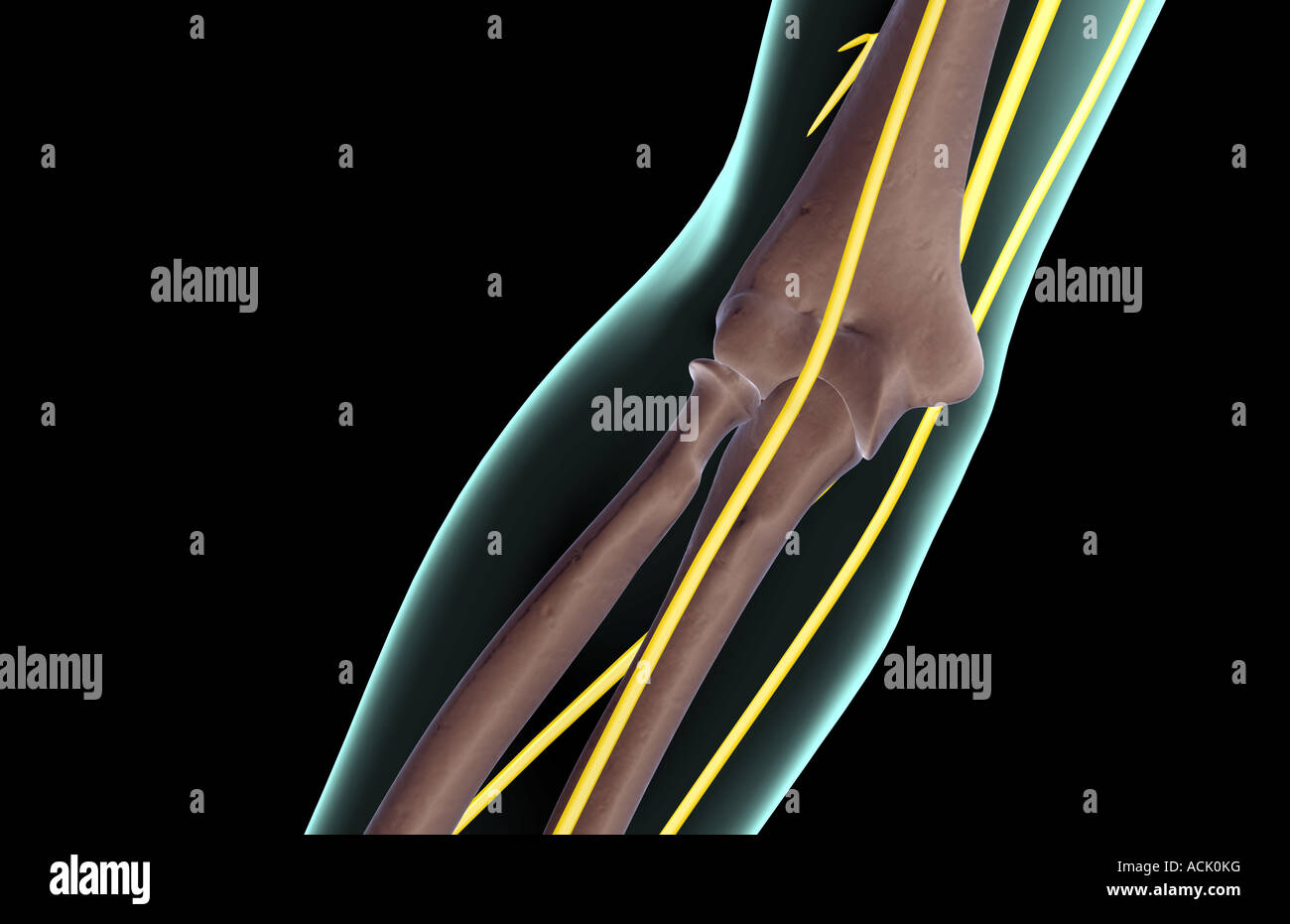 The nerves of the elbow Stock Photo Alamy