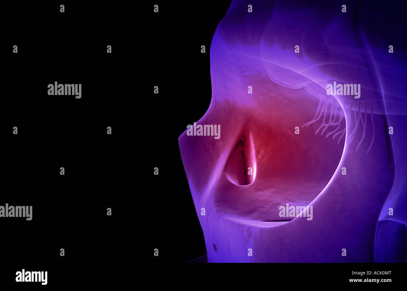 Human brain anatomy olfactory hi-res stock photography and images - Alamy
