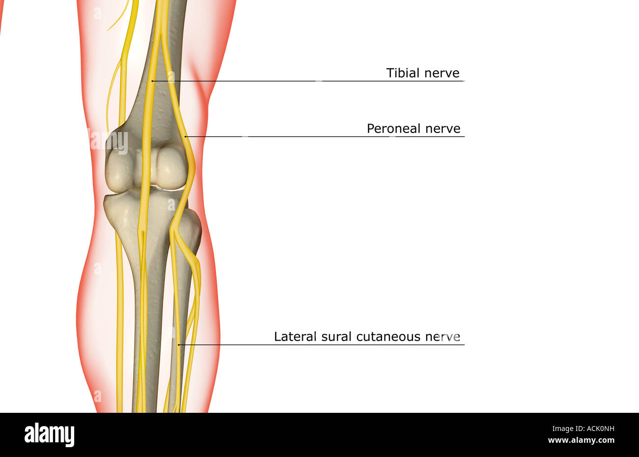The nerve supply of the knee Stock Photo Alamy