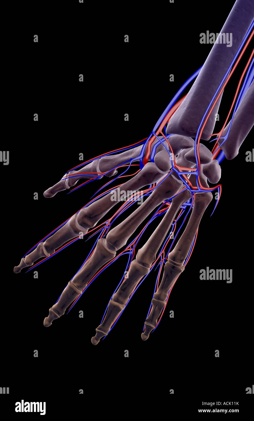 The blood supply of the hand Stock Photo