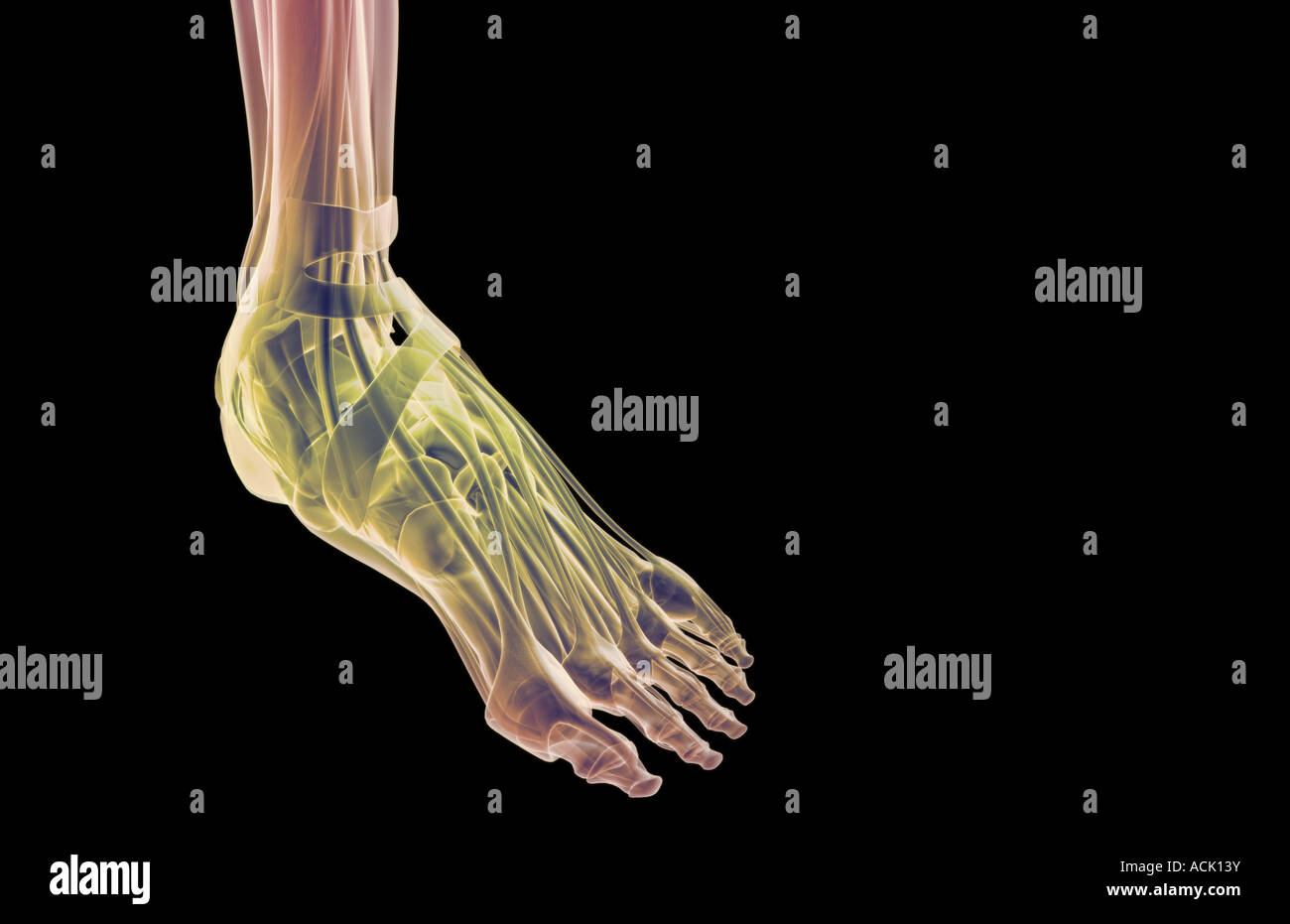 The muscles of the foot Stock Photo