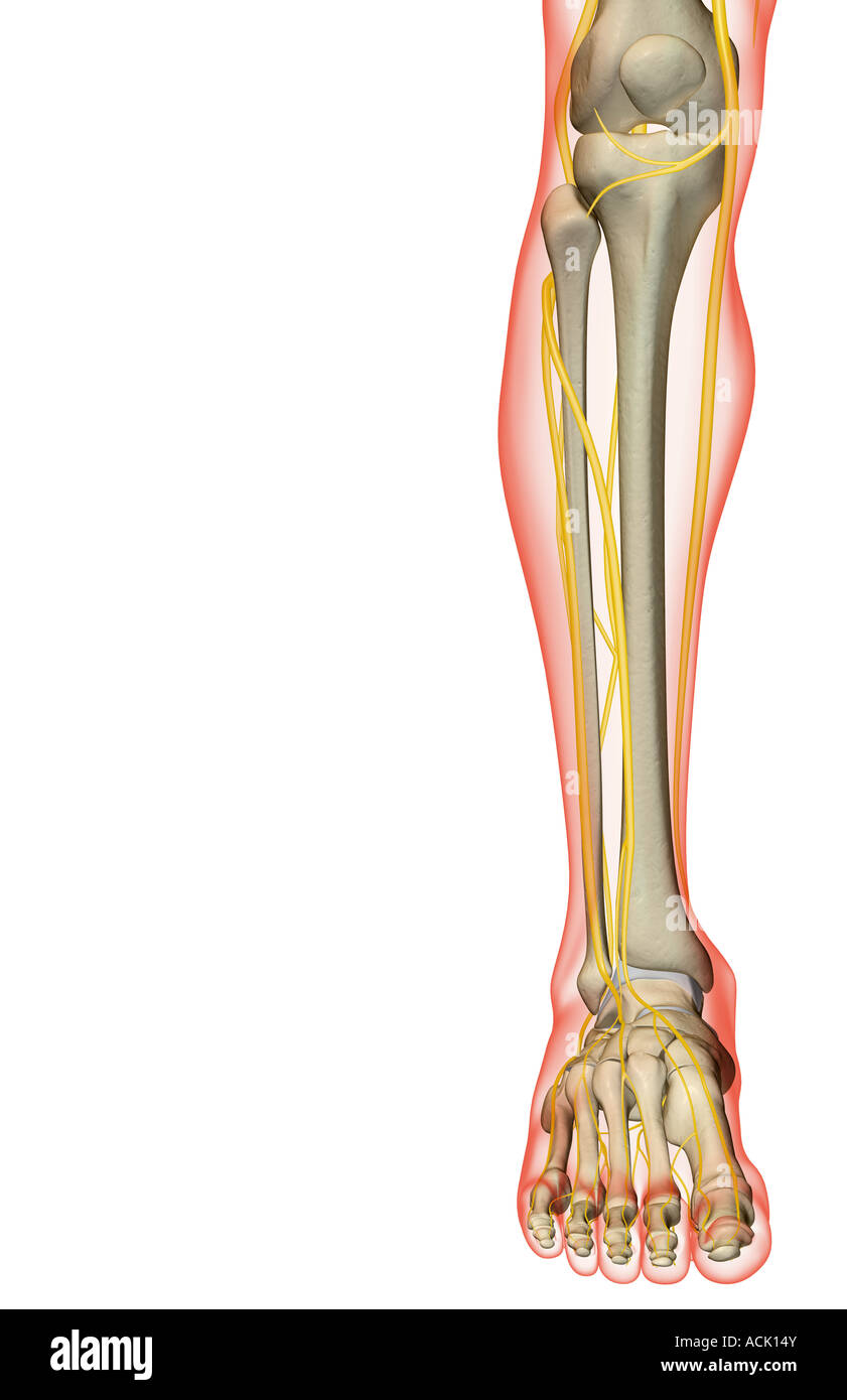 The nerves of the leg Stock Photo - Alamy