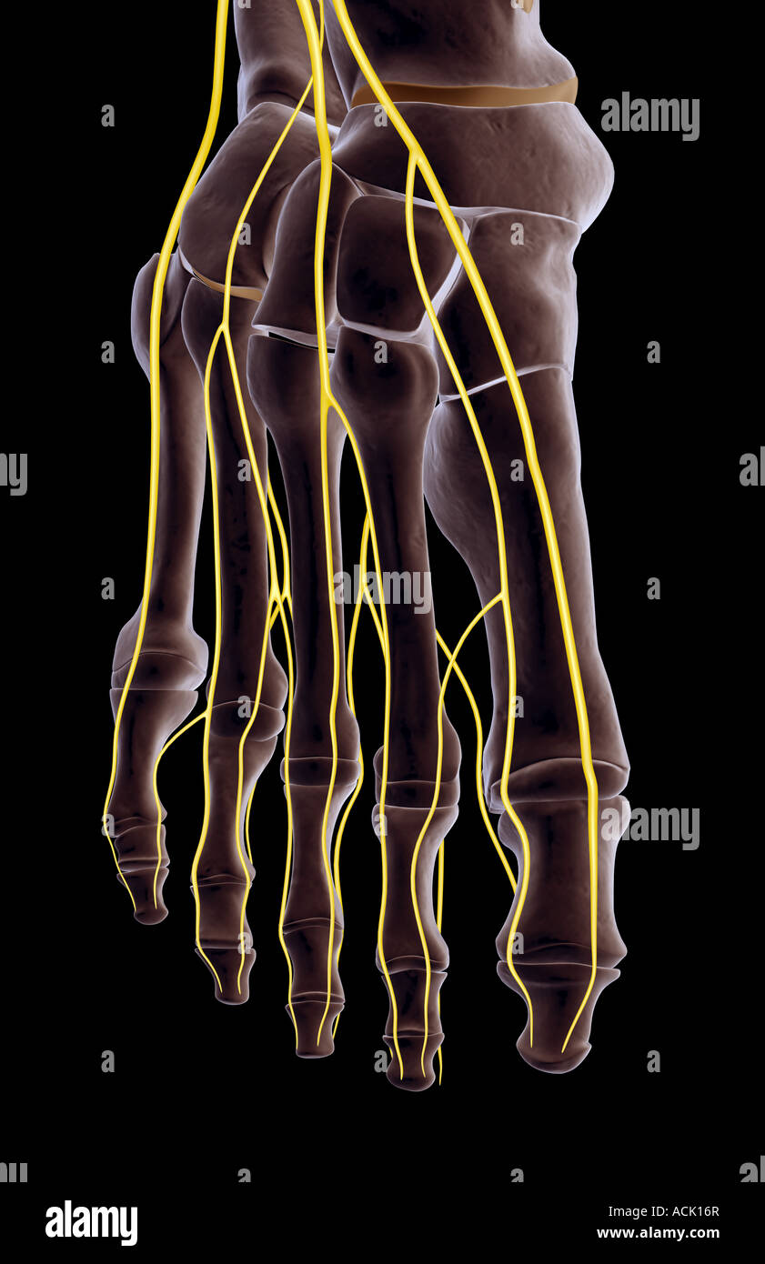 Nerves Foot High Resolution Stock Photography and Images - Alamy