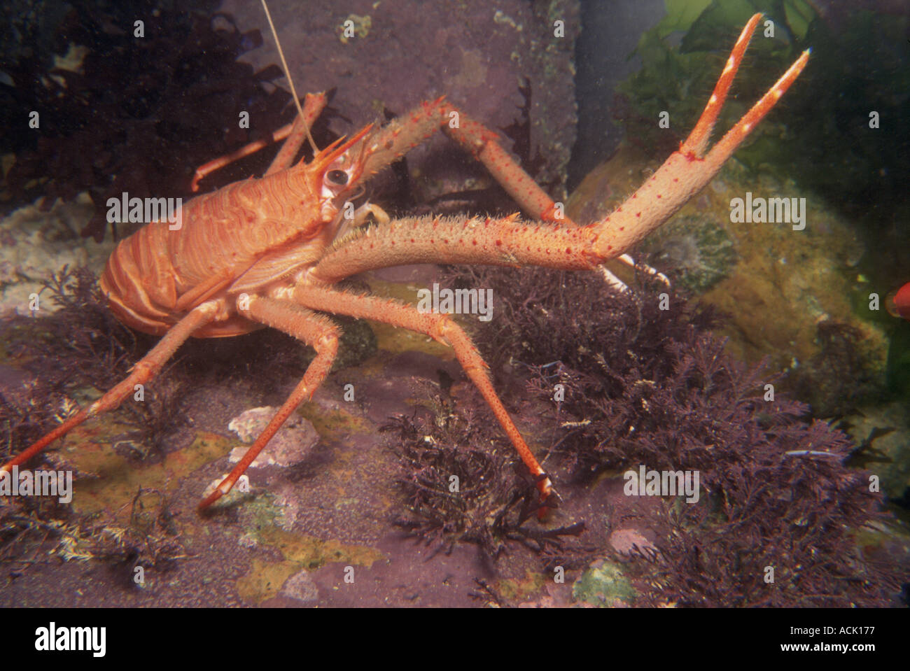 squat lobster
