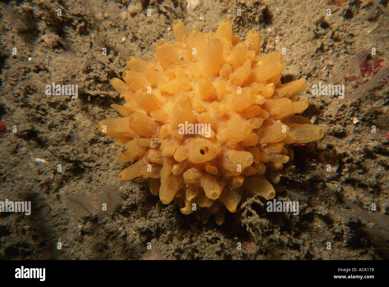 Sponge Polymastia boletiformis Sark Channel Is UK Stock Photo