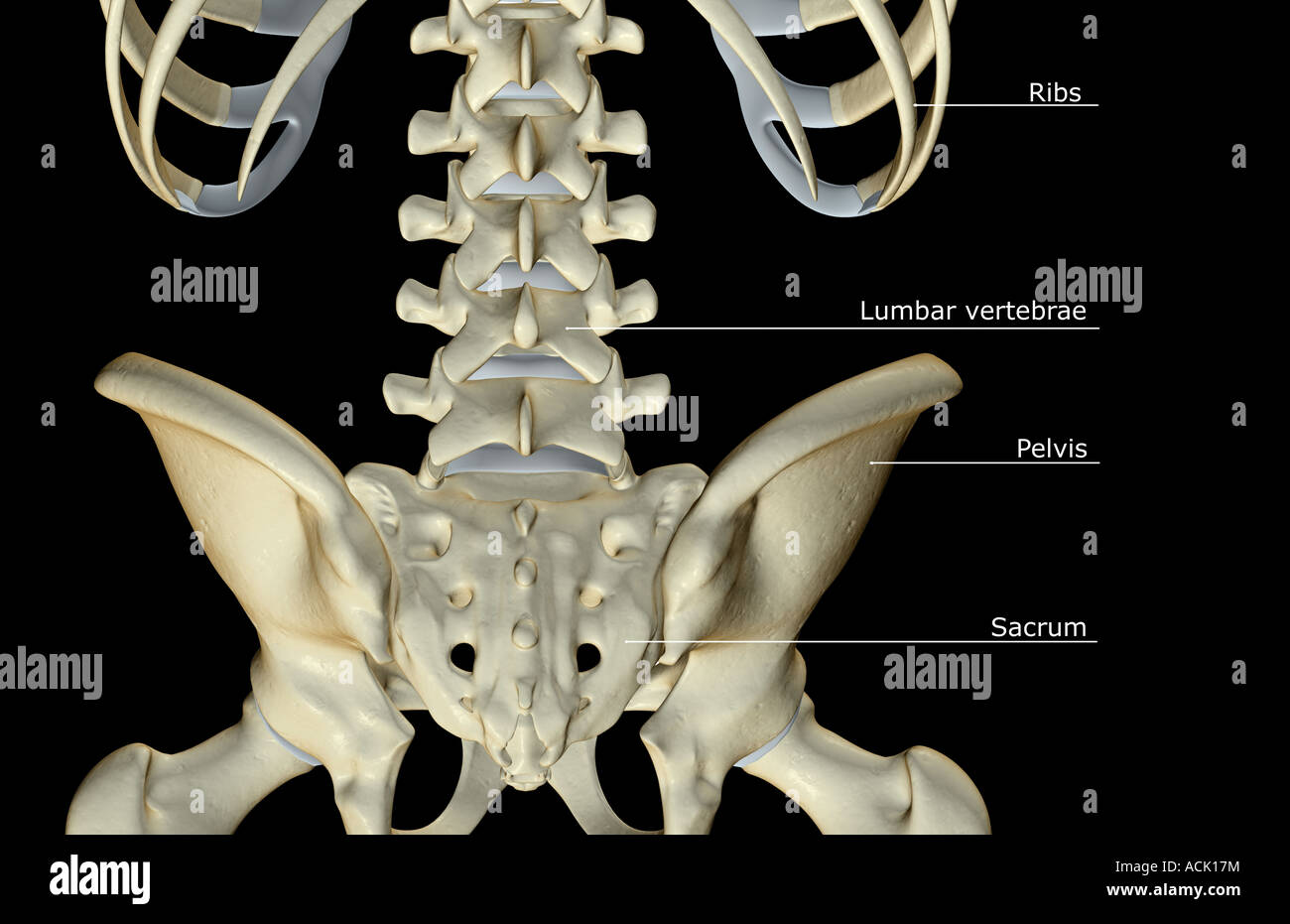 The bones of the lower back Stock Photo - Alamy