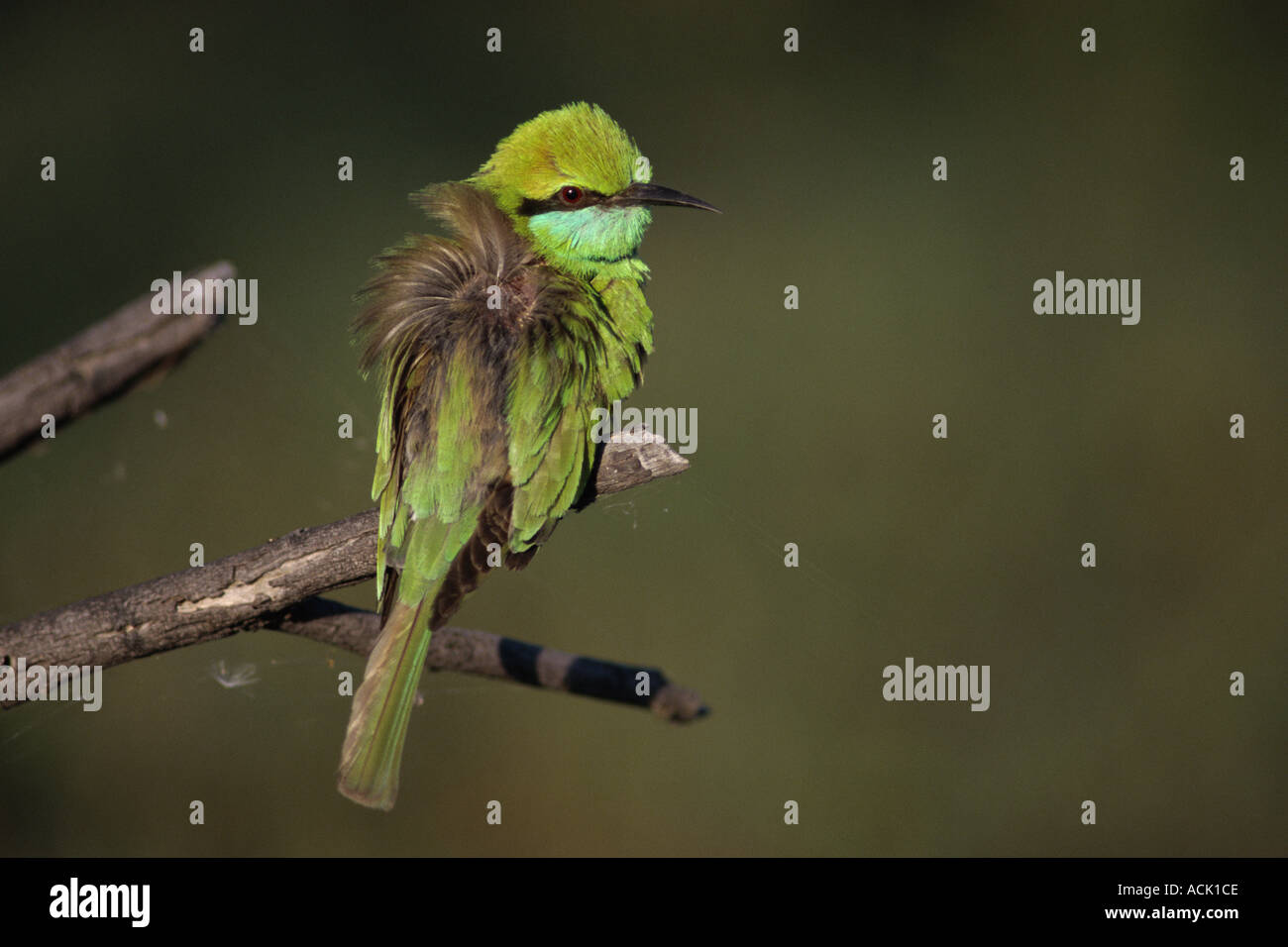 Little green bee eater Merops orientalis Keoladea Ghana NP India Stock ...