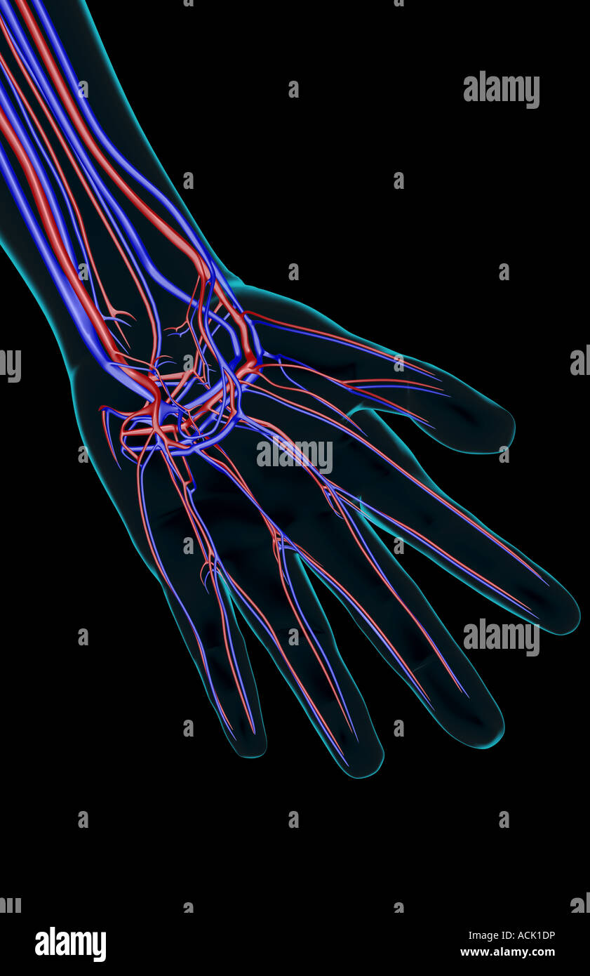 The blood supply of the hand Stock Photo