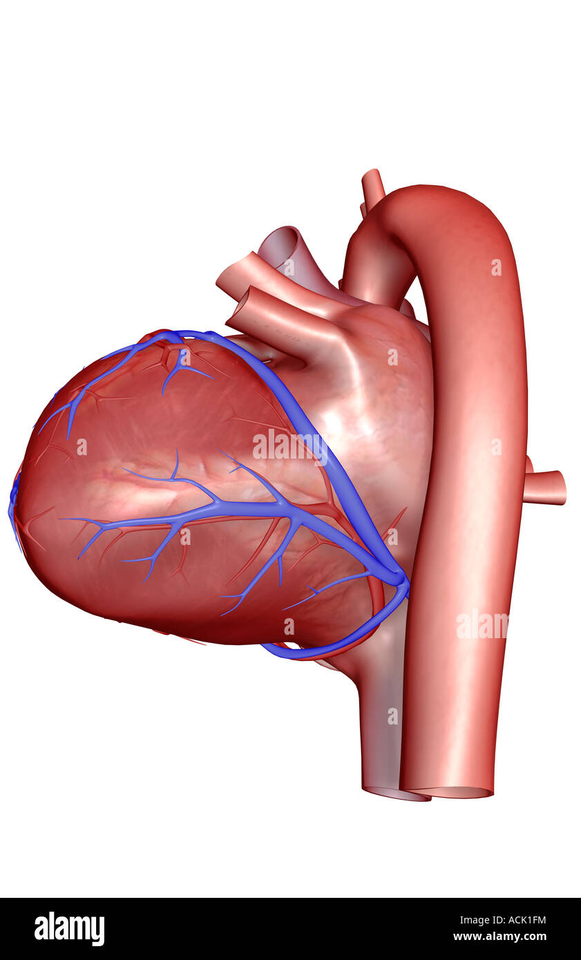 The coronary vessels of the heart Stock Photo