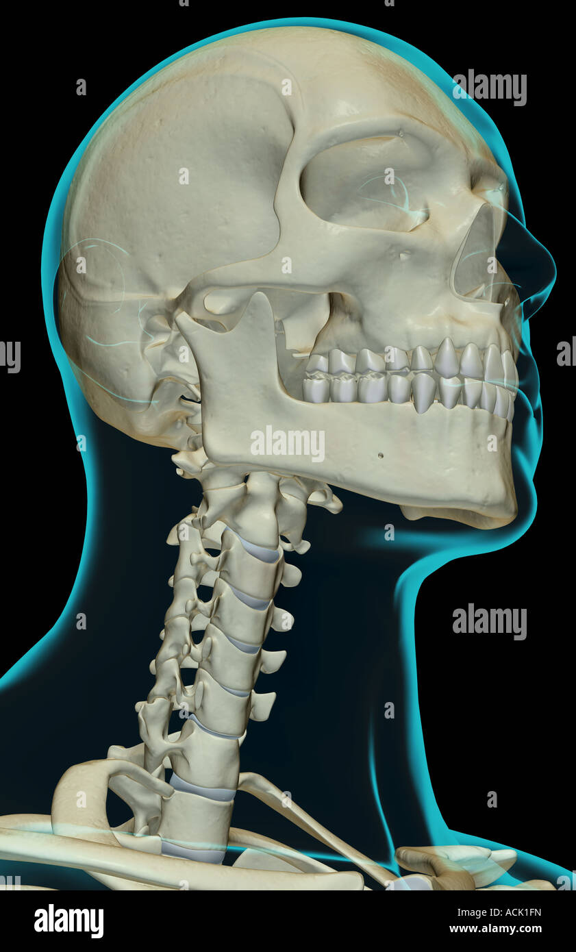 The bones of the head and neck Stock Photo