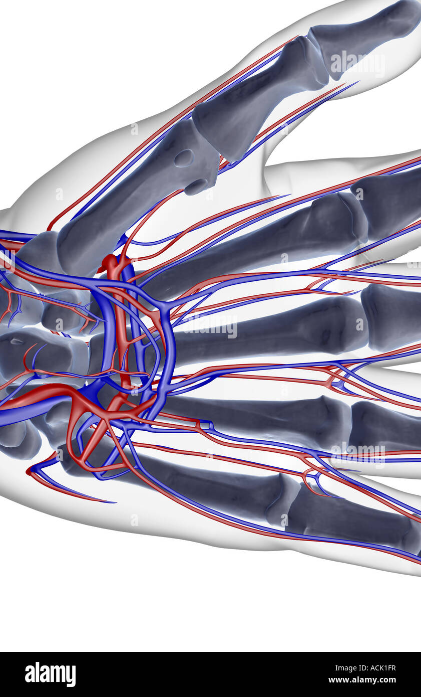 The blood supply of the hand Stock Photo
