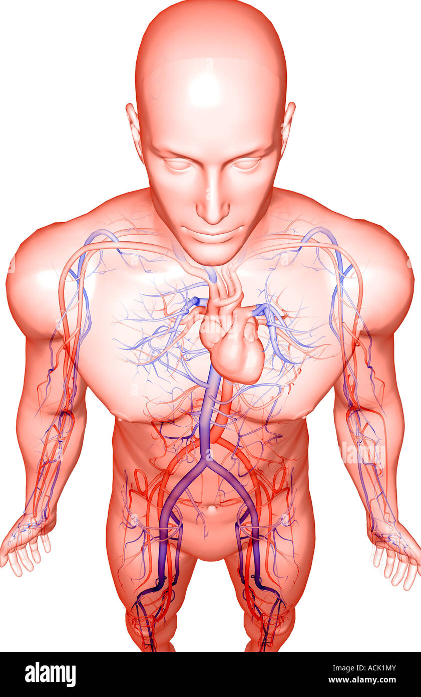 The blood vessels of the upper body Stock Photo Alamy