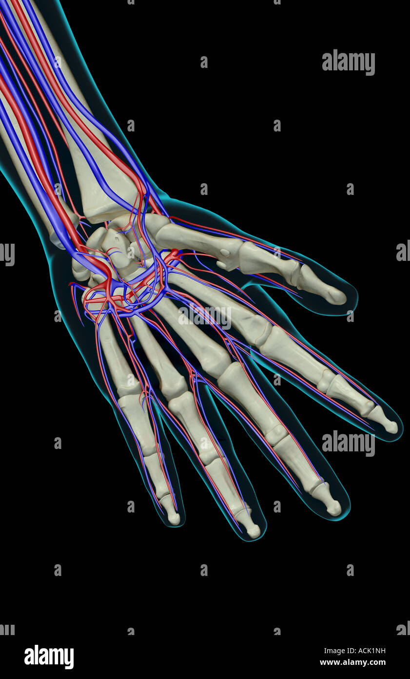 The blood supply of the hand Stock Photo