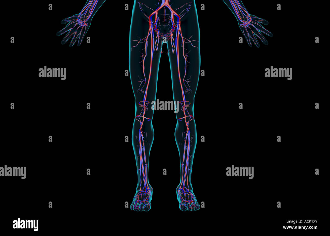 Blood supply lower body hires stock photography and images Alamy