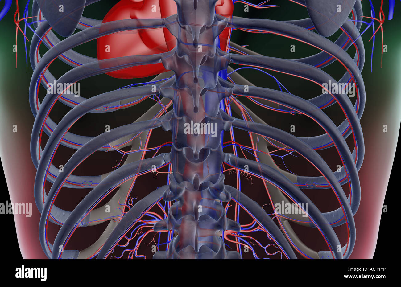 The blood supply of the back Stock Photo - Alamy