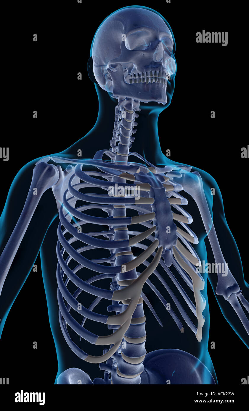 The bones of the upper body Stock Photo Alamy