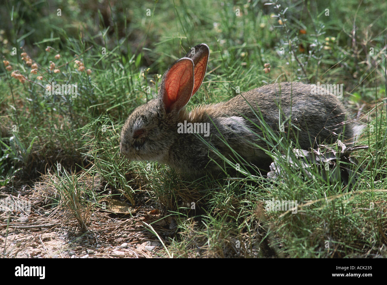 European rabbit with myxomatosis disease Oryctolagus cuniculus Spain Stock Photo
