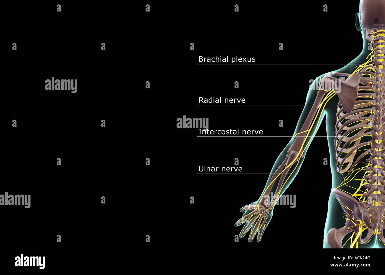 Nerves Arm Stock Photos & Nerves Arm Stock Images - Alamy