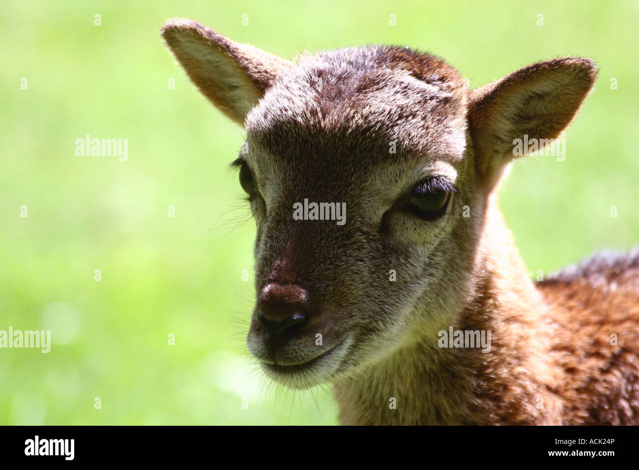 baby Ovis aries musimon Stock Photo