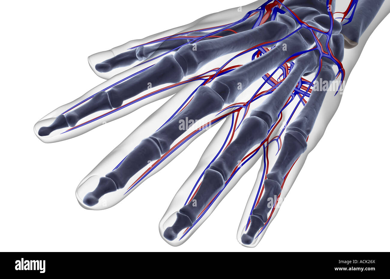 The blood supply of the hand Stock Photo