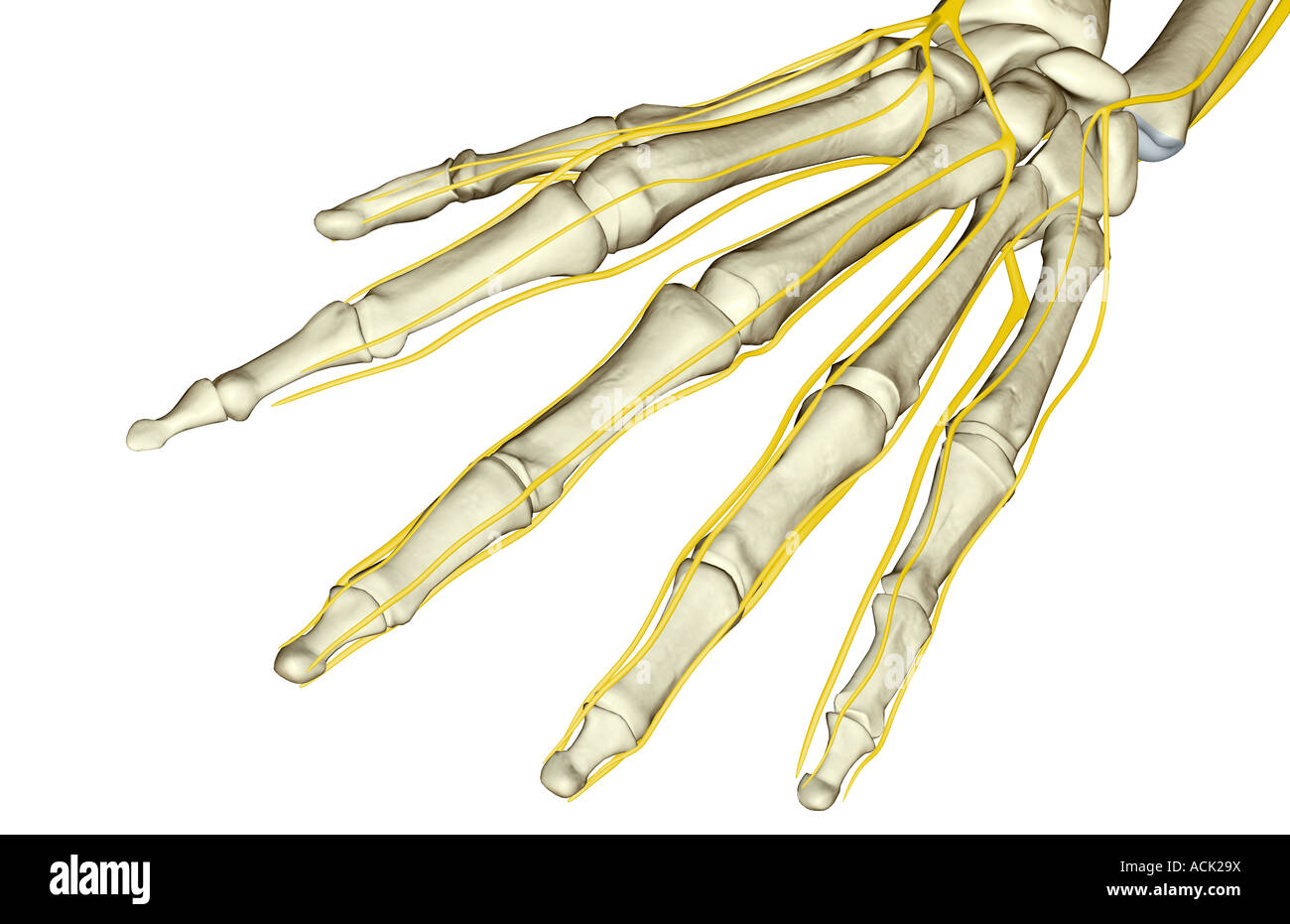 Radial Nerve High Resolution Stock Photography and Images - Alamy