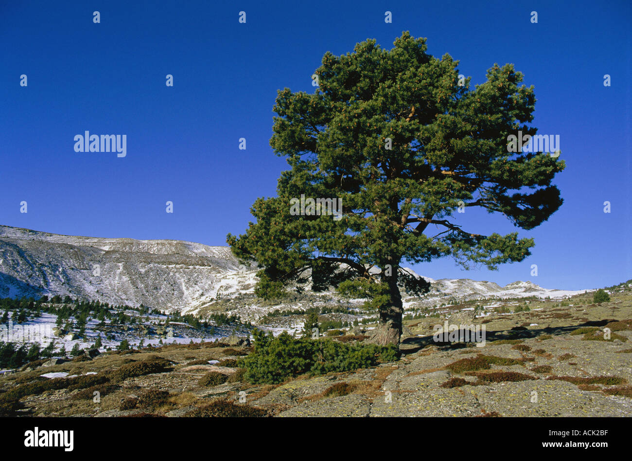 Scots pine cones pinus sylvestris hi-res stock photography and images ...