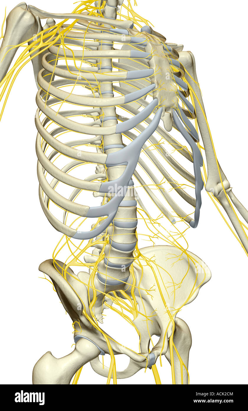 The nerves of the trunk Stock Photo Alamy