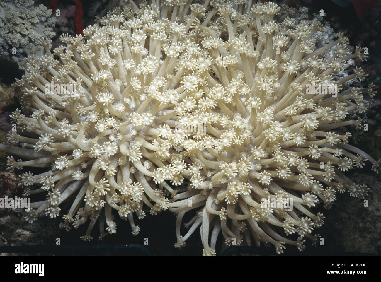 Daisy coral tentacles extended Goniopora columna Red Sea Stock Photo