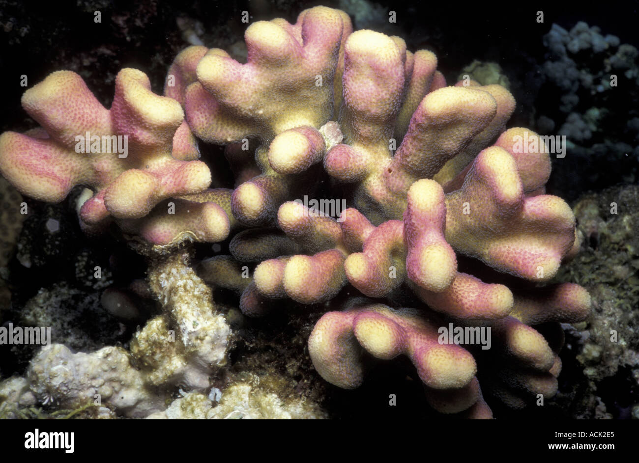 Coral Stylophora pistillata Red Sea Stock Photo