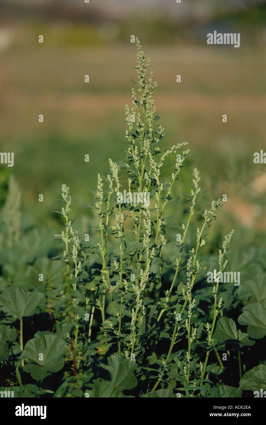 Fat hen Chenopodium album plant Spain Stock Photo - Alamy