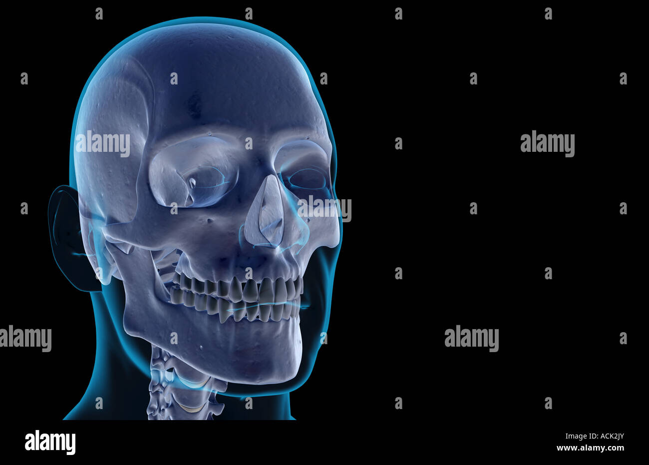The Bones Of The Head And Face Stock Photo Alamy