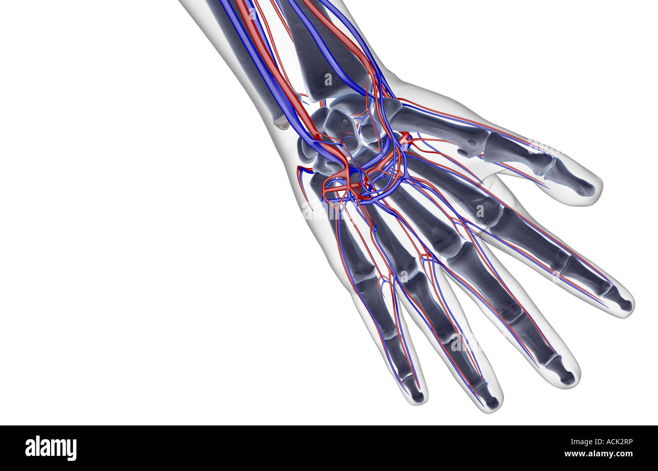The blood supply of the hand Stock Photo