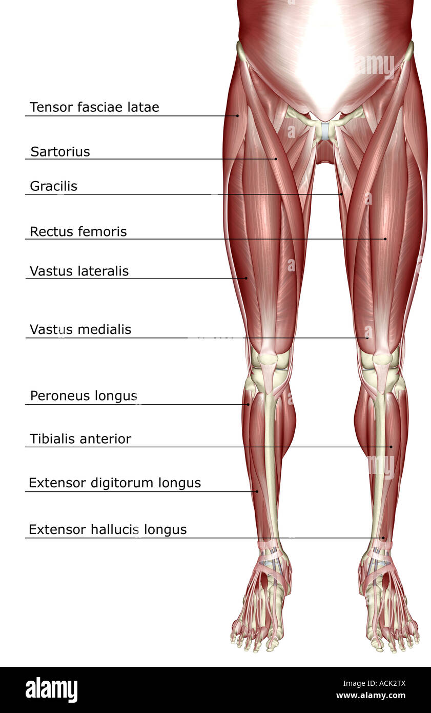 The muscles of the lower body Stock Photo - Alamy