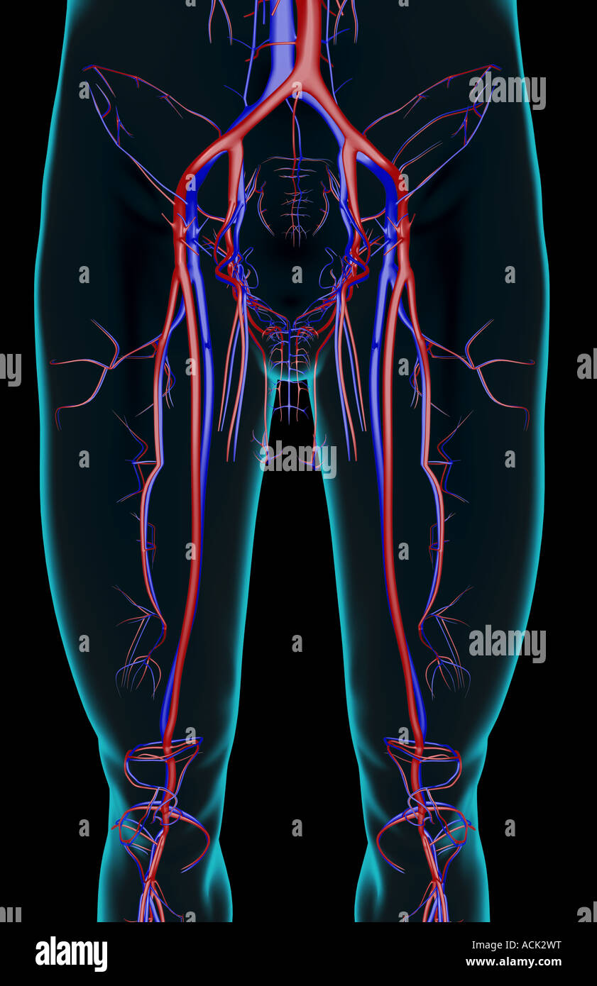 The blood supply of the lower limb Stock Photo