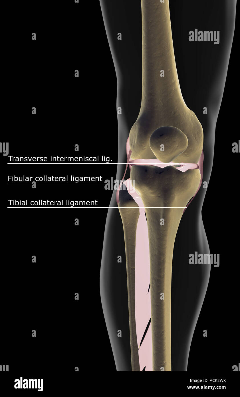 Human Knee Ligaments High Resolution Stock Photography And Images Alamy
