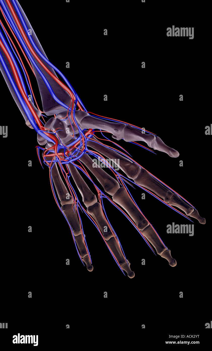 The blood supply of the hand Stock Photo