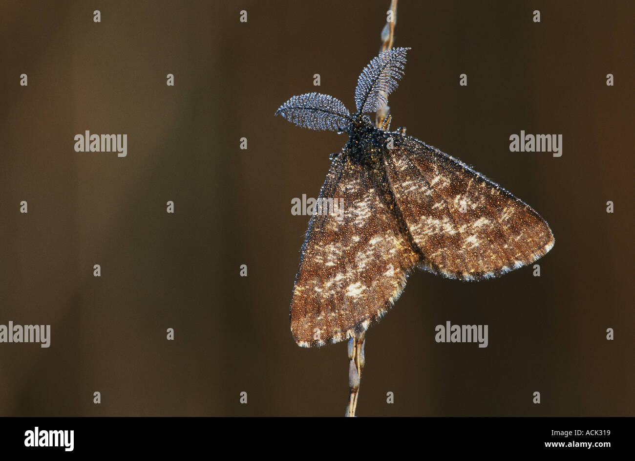 Common heath moth Ematurga atomaria Kalmthoutse Heide Belgium Stock Photo