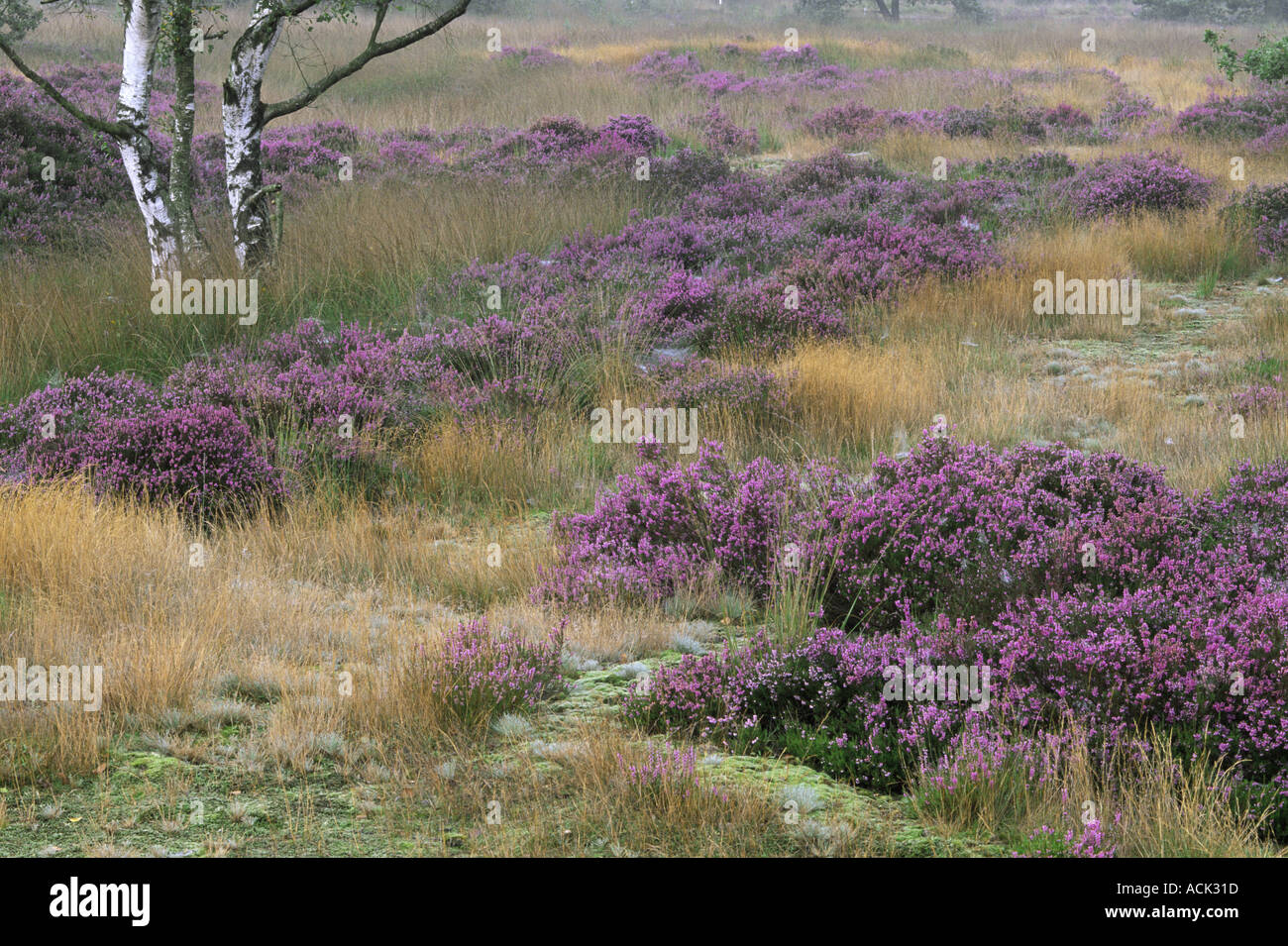 Heather flowering on heathland Calluna vulgaris Kalmthoutse Heide Belgium Stock Photo