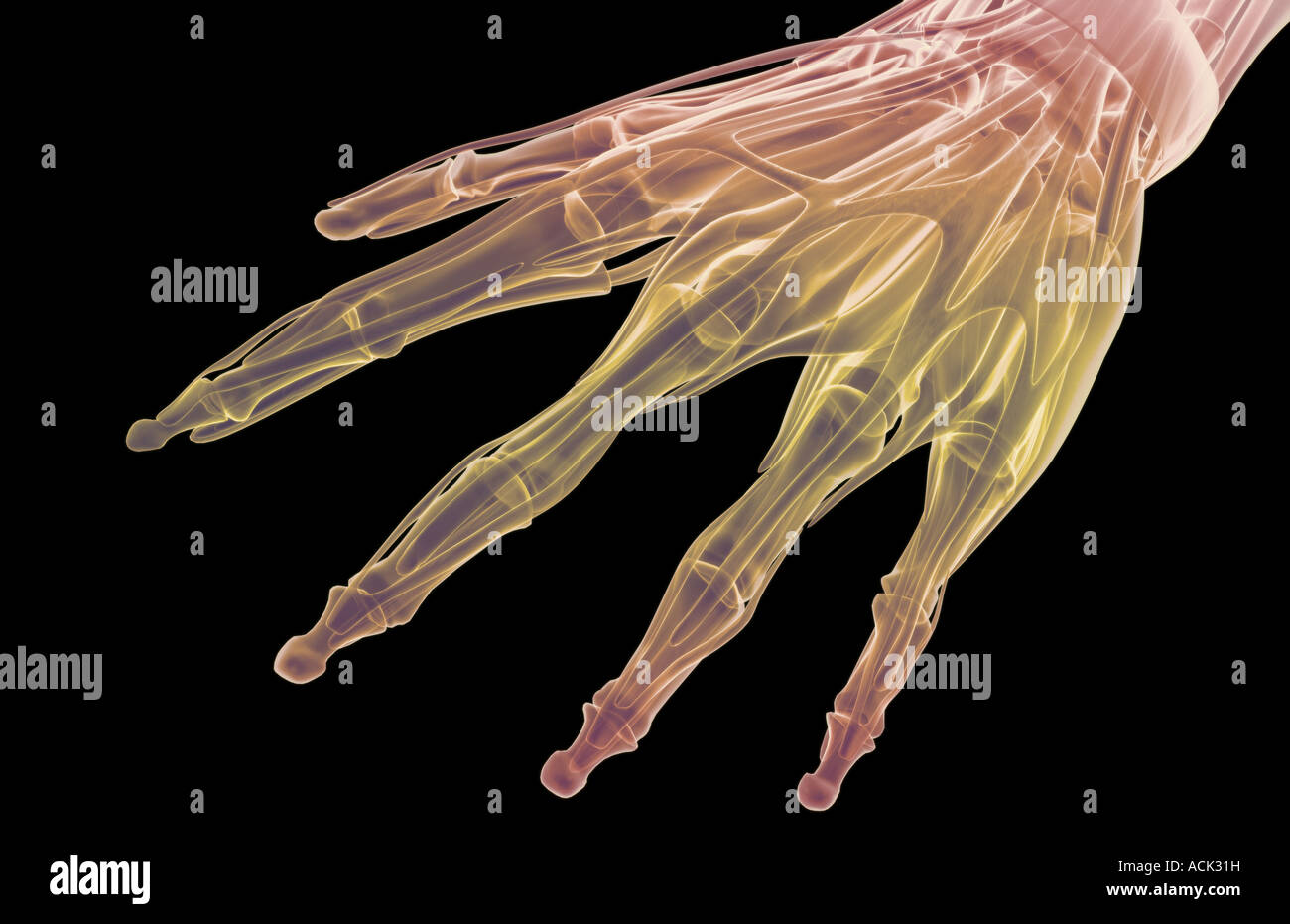 The muscles of the hand Stock Photo - Alamy
