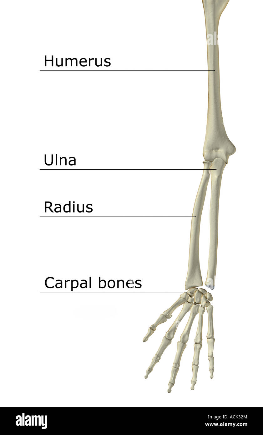 The bones of the upper limb Stock Photo Alamy