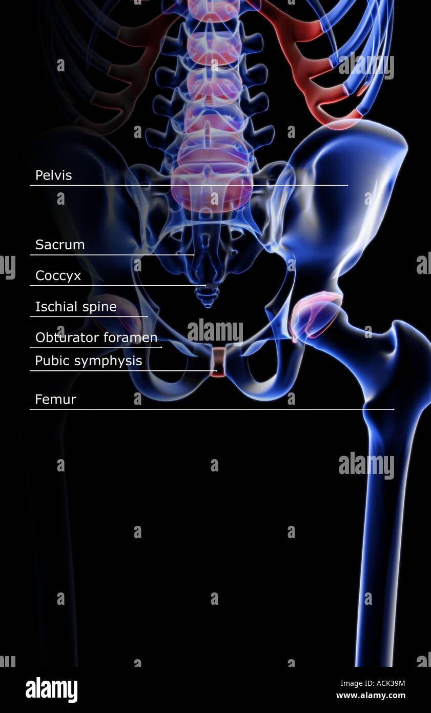 Pelvic Inlet Images – Browse 54 Stock Photos, Vectors, and Video