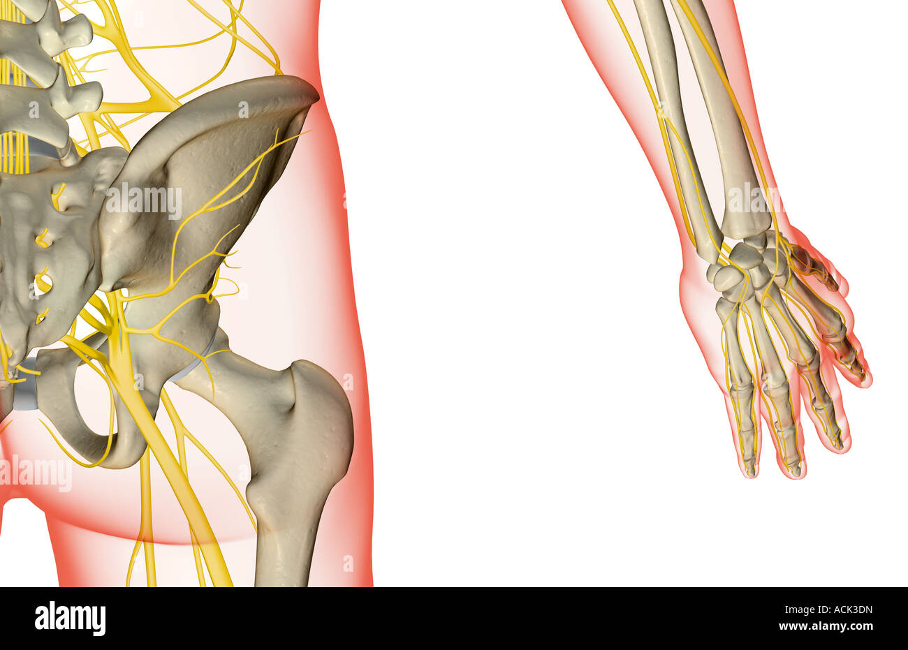 The nerves of the hip Stock Photo Alamy