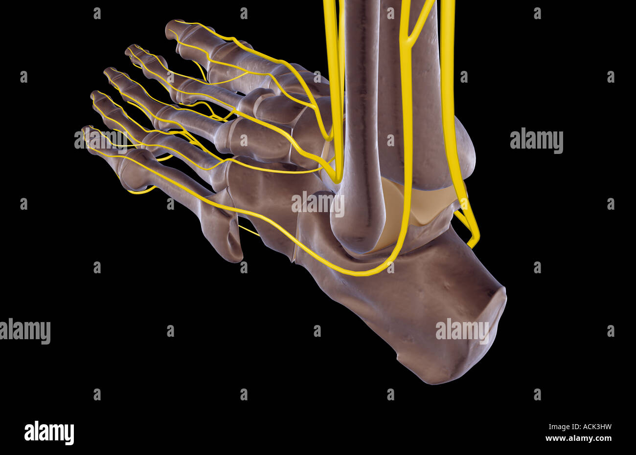 The nerves of the foot Stock Photo - Alamy