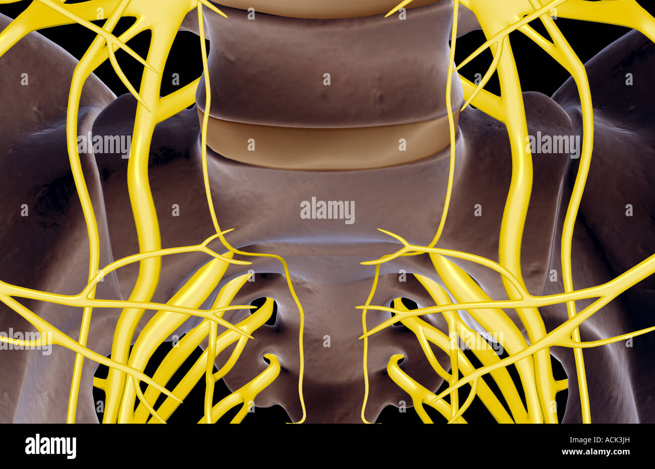 sacral nerve innervation
