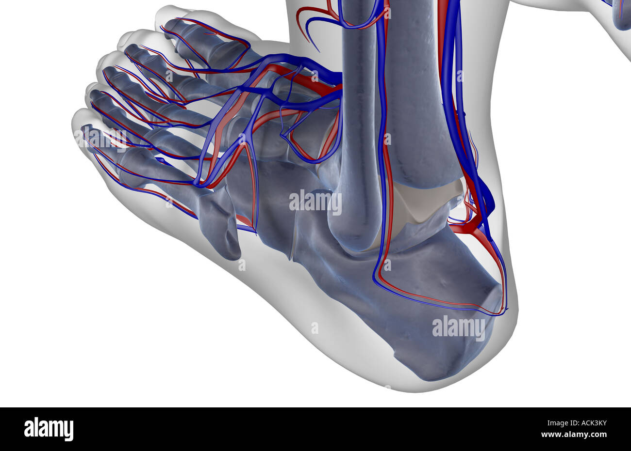 the-blood-supply-of-the-foot-stock-photo-alamy