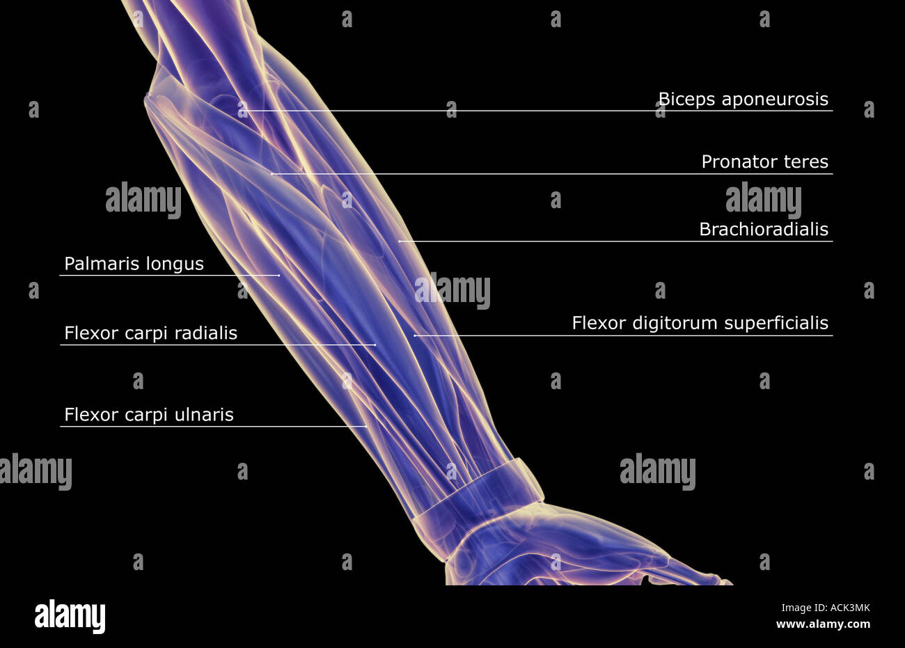 The muscles of the forearm Stock Photo